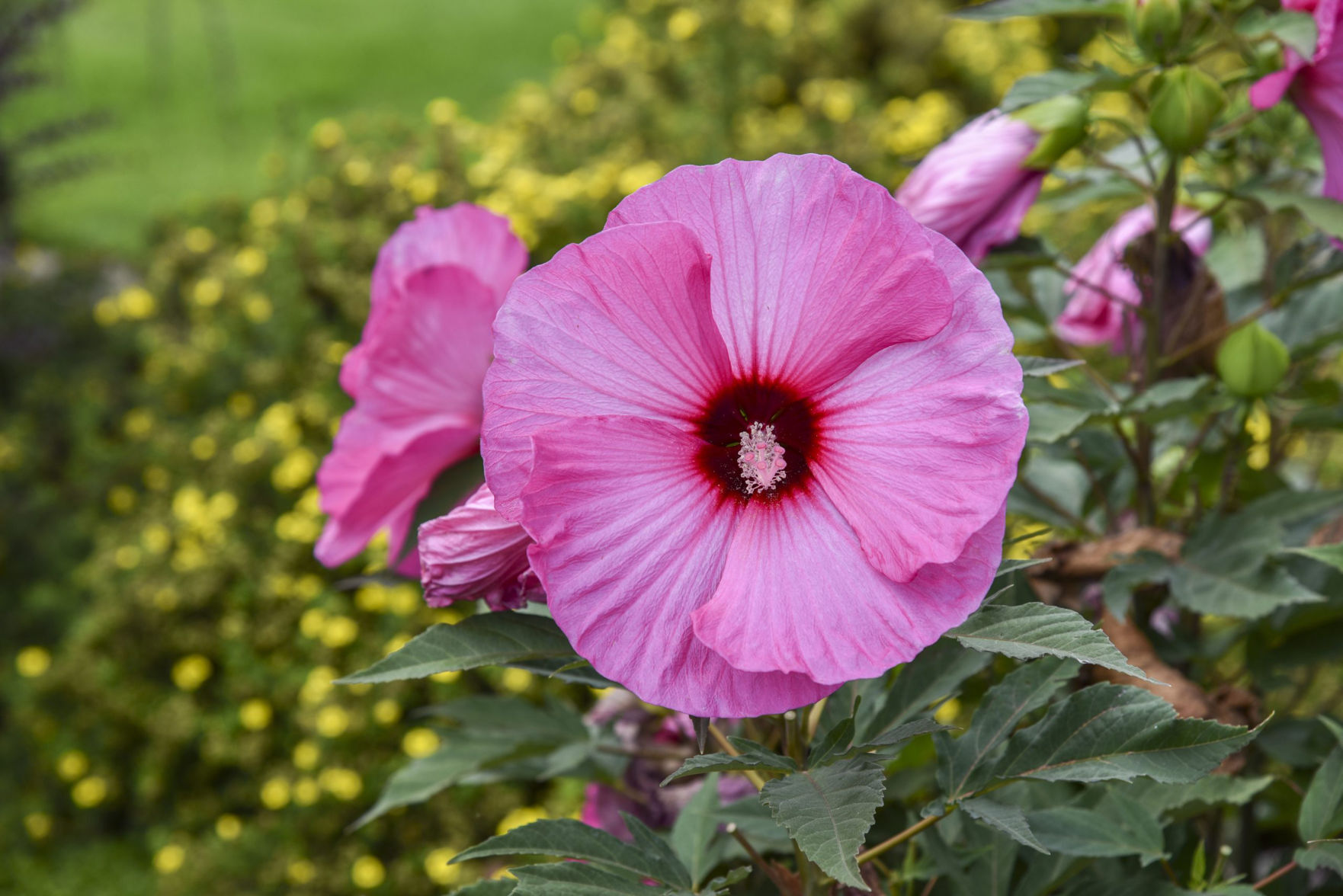 Hibiscus_CandyCrush_WaltersGarden-scaled.jpg